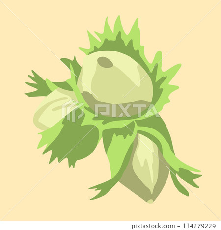 Vector isolated illustration of hazelnuts. Three nut hazels. Vector isolated illustration of hazelnuts. Three nut hazels. 114279229