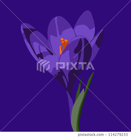 Vector illustration of a crocus flower on a blue background. Vector illustration of a crocus flower on a blue background. 114279233