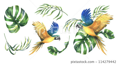 Tropical palm leaves, monstera and flowers of plumeria, hibiscus, bright juicy with blue-yellow macaw parrot. Hand drawn watercolor botanical illustration. Set of elements isolated from background Tropical palm leaves, monstera and flowers of plumeria, hibiscus, bright juicy with blue-yellow macaw parrot. Hand drawn watercolor botanical illustration. Set of elements isolated from background 114279442