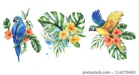 Tropical palm leaves, monstera and flowers of plumeria, hibiscus, bright juicy with blue-yellow macaw parrot. Hand drawn watercolor botanical illustration. Set of elements isolated from background Tropical palm leaves, monstera and flowers of plumeria, hibiscus, bright juicy with blue-yellow macaw parrot. Hand drawn watercolor botanical illustration. Set of elements isolated from background 114279463
