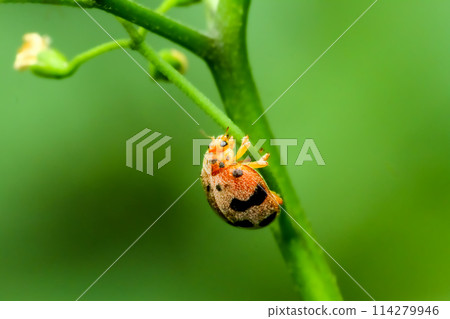 There is an orange and black spotted ladybug on the stem of a green plant. There is an orange and black spotted ladybug on the stem of a green plant. 114279946