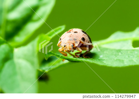 There is an orange and black spotted ladybug on the stem of a green plant. There is an orange and black spotted ladybug on the stem of a green plant. 114279947