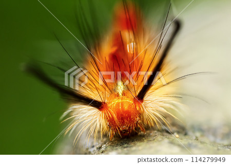 A vibrant orange Neocifuna Olivacea caterpillar in Wulai, New Taipei. 114279949