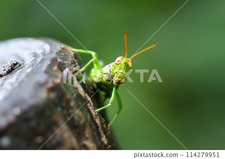 Vibrant green grasshoppers perched on wooden posts. Wulai City, New Taipei City. 114279951