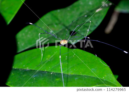 A daddy Longlegs spider is perched on a leaf. Wulai, New Taipei City. A daddy Longlegs spider is perched on a leaf. Wulai, New Taipei City. 114279965
