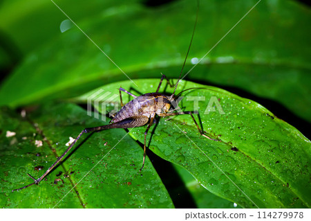 There is a katydid larva on a green leaf at night after a rain. There is a katydid larva on a green leaf at night after a rain. 114279978