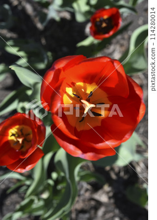 Red tulip flowers on a background of green grass in a spring garden. Red tulip buds on a green background during the day. 114280014
