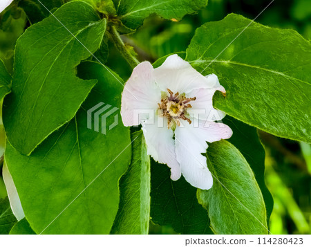 Quince flowers Cydonia oblonga. Its fruits are quinces also called golden apples 114280423