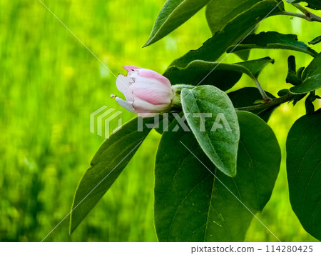 Quince flowers Cydonia oblonga. Its fruits are quinces also called golden apples Quince flowers Cydonia oblonga. Its fruits are quinces also called golden apples 114280425