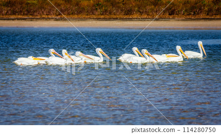 Pod of pelicans 114280750