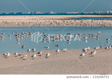 Seagulls on the beach 114280751