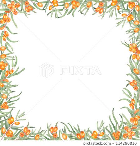 Sea buckthorn branch with orange berries. Branch with Fresh ripe berries and leaves. Hand drawn watercolor illustration isolated on white background.  114280810