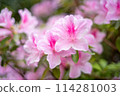 Pink azalea 114281003