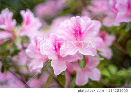 Pink azalea 114281003