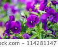 Purple pansy 114281147