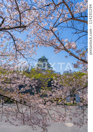 [Cherry Blossoms] Osaka Castle Park in Spring [Osaka Castle Tower] 114281294