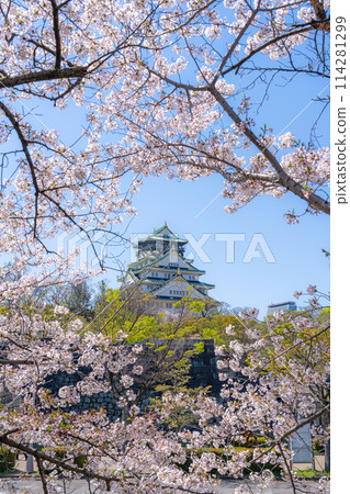 [櫻花]春天的大阪城公園[大阪城天守閣] 114281299