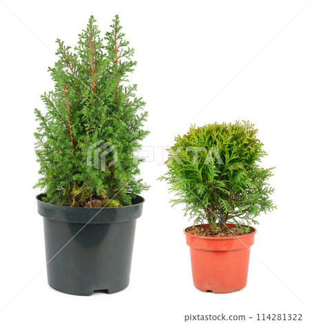 Thuja garden bush and cypress in a pots isolated on white . Collage. 114281322