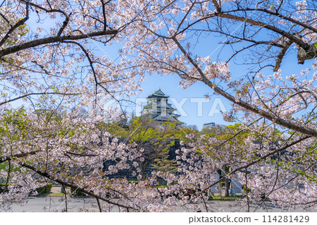 [Cherry Blossoms] Osaka Castle Park in Spring [Osaka Castle Tower] 114281429