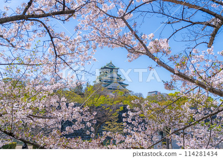 [Cherry Blossoms] Osaka Castle Park in Spring [Osaka Castle Tower] 114281434