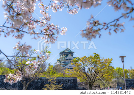 [櫻花]春天的大阪城公園[大阪城天守閣] 114281442
