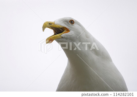 Portrait, up close photo of an adult kelp gull against a white background Portrait, up close photo of an adult kelp gull against a white background 114282101