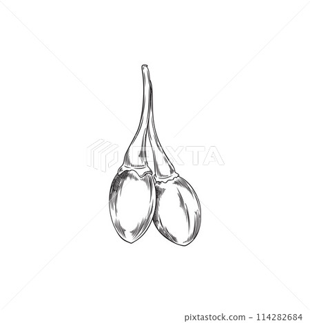 Goji berry duo vector illustration 114282684