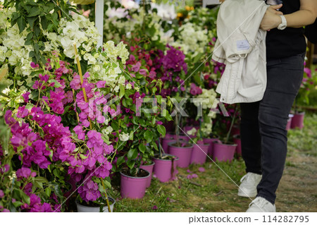 Bright colorful bougainvillea in flower pots, sale to gardeners, spring season 114282795