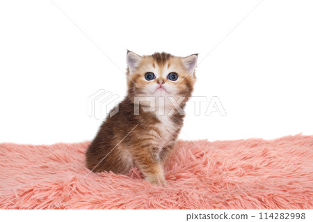 Scottish  kitten, striped red color 114282998