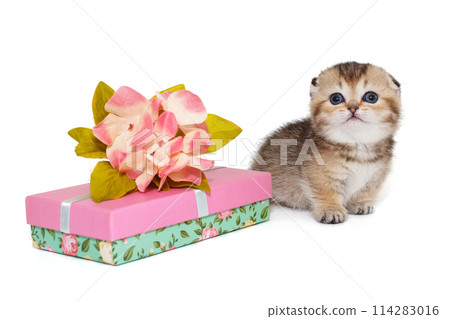Small scottish fold kitten Small scottish fold kitten 114283016