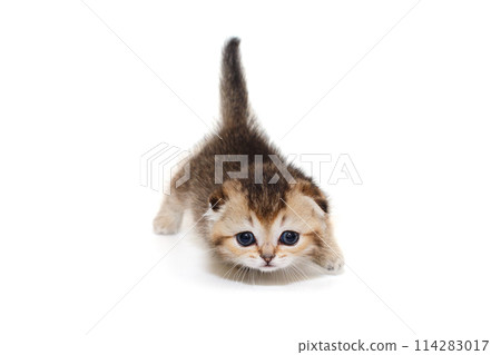 Small and playful Scottish fold kitten Small and playful Scottish fold kitten 114283017