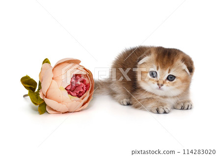 Small, playful Scottish fold kitten 114283020