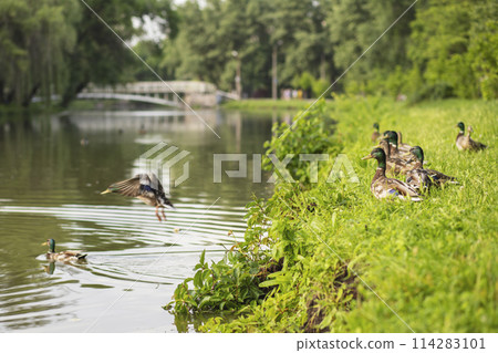 Ducks by the Pond in Lush Green Park Ducks by the Pond in Lush Green Park 114283101