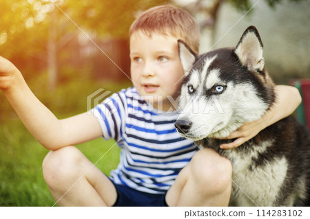 Boy and Husky Sharing Moment in Sunlight Boy and Husky Sharing Moment in Sunlight 114283102