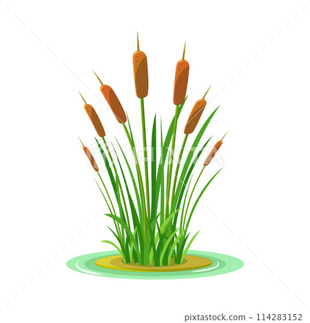 Bush of grass with tall reeds isolated on a white background. Color vector illustration of swamp vegetation element 114283152
