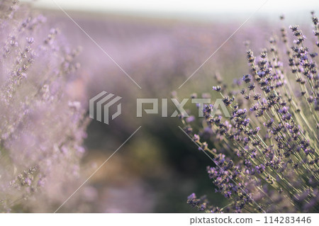 Blooming lavender field. Beautiful purple flowers. Regional organic cultivation. 114283446