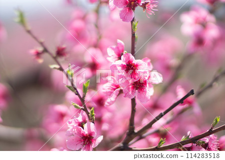 Pink flowers peach tree branch. The flowers are pink and have a delicate appearance. Concept of beauty and tranquility. Pink flowers peach tree branch. The flowers are pink and have a delicate appearance. Concept of beauty and tranquility. 114283518