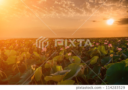 Sunrise in the field of lotuses, Pink lotus Nelumbo nucifera swa 114283529