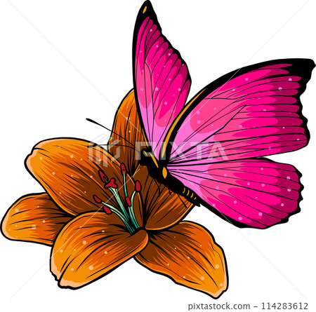 morpho butterfly on white background. Vector illustration. 114283612
