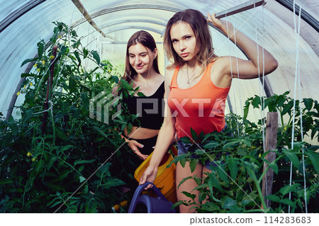 Two European young women in greenhouse watering tomatoes using watering cans. Two European young women in greenhouse watering tomatoes using watering cans. 114283683