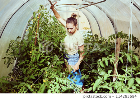 European woman in his 20s caring for tomatoes in hotbed on summer day. 114283684