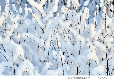 Texture of wet snow on branches of winter bush. 114283702