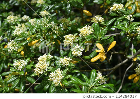 Pittosporum male flower 114284017