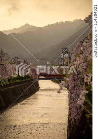 Weeping cherry blossoms blooming along the Kuratsu River 114284021