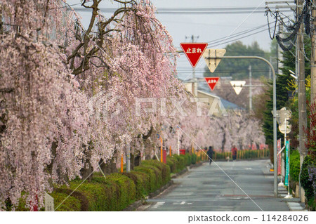 倉津川沿岸盛開的垂枝櫻花 114284026