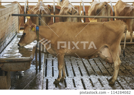 Jersey cow drinks water on a farm in Denmark 114284082