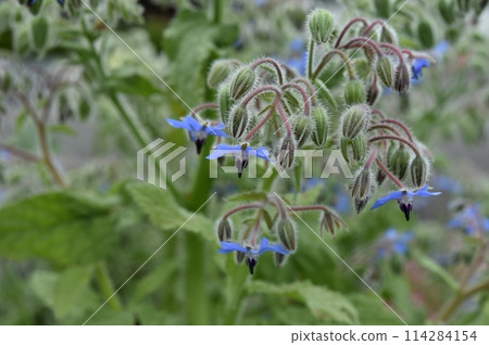 琉璃苣花 琉璃苣花 114284154
