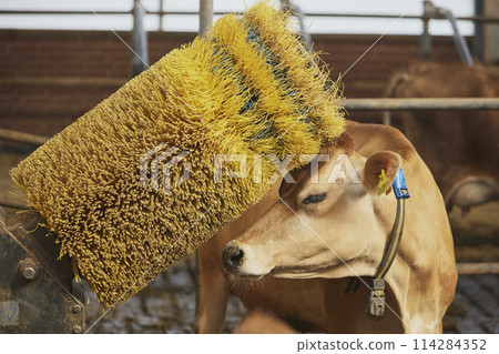 A funny Jersey cow scratches against a brush on a farm in Denmark 114284352