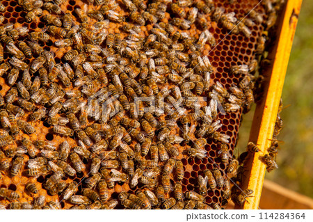 Working bees in a hive on honeycomb. Bees inside hive with sealed and open cells for their young.. Working bees in a hive on honeycomb. Bees inside hive with sealed and open cells for their young.. 114284364