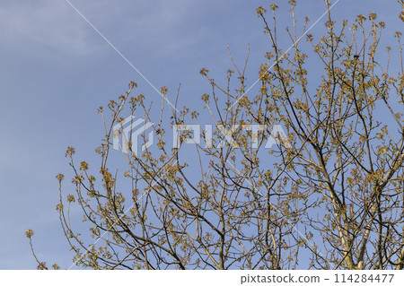 flowering walnut trees in the orchard 114284477